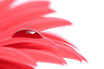 Image showing drop on flower petal