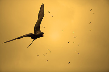 Image showing Birds in the sunset