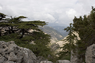 Image showing Lebanese Cedars