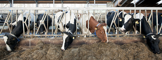 Image showing Feeding Cattle