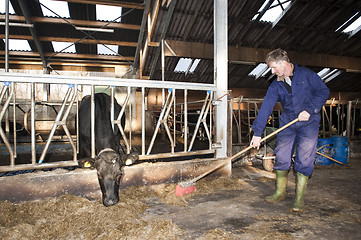 Image showing Cleaning a stable