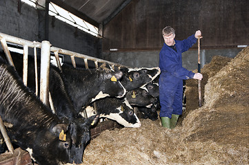 Image showing Feeding calfs