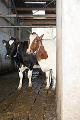 Image showing Curious Cows