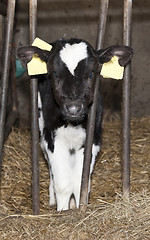 Image showing Heifer behind bars