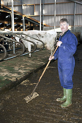 Image showing Farmer in a stable