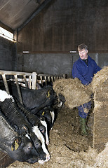 Image showing Feeding cattle