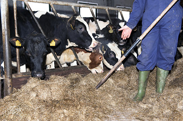 Image showing Feeding heifer