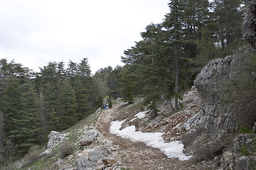 Image showing Lebanese Cedars