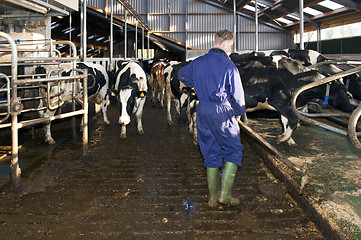 Image showing Farmer cleaning a stable