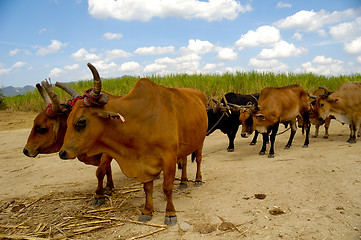 Image showing Oxes in sugar cane field.