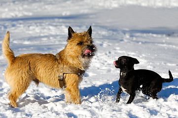 Image showing Two dogs in snow