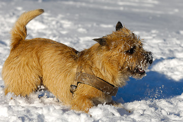 Image showing Dog in snow