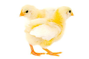 Image showing Two chicks