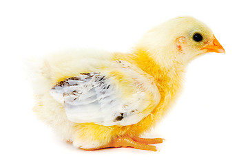 Image showing Chicken baby