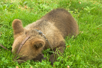 Image showing bear