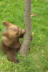 Image showing bear