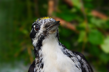 Image showing Woodpecker