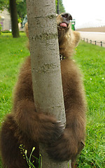 Image showing bear