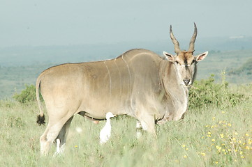 Image showing Eland