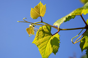 Image showing Fresh Green Grape Leaf 