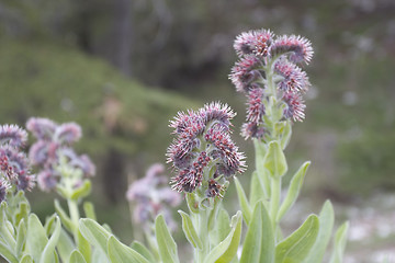 Image showing Wild Flowers