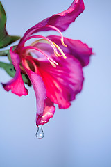 Image showing water drop on flower petal 