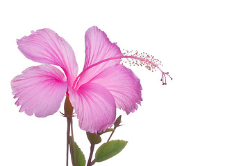Image showing Hibiscus flower 