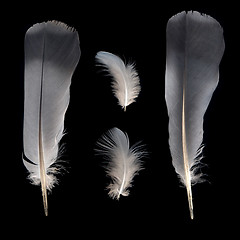 Image showing White and grey feathers