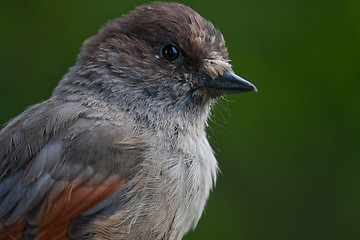 Image showing Siberian jay