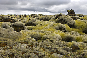 Image showing Moss covered lava field