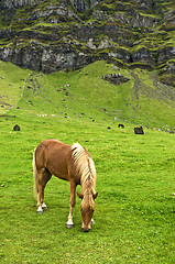 Image showing Iclandic horse