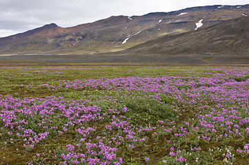 Image showing Oasis River bedding