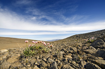 Image showing Volcanic Tundra Landscape