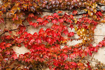 Image showing Autumn red colored leaves on stone wall for backgroung use