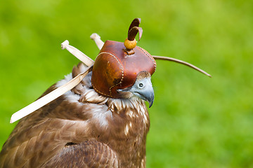 Image showing Portrait of Falcon with a Cap 