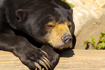 Image showing Sun bear also known as a Malaysian bear