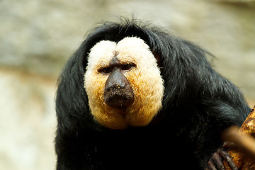 Image showing Pithecia pithecia, also known as Golden-face saki monkey