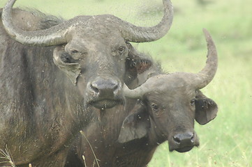 Image showing BUFFALO AND CALF