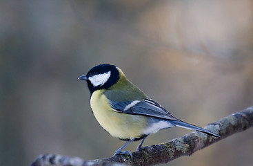 Image showing Great tit