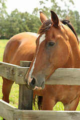 Image showing Chestnut horse in field