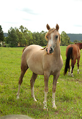Image showing Horses in a field