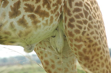 Image showing UNDER THE GIRAFFE