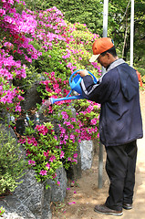 Image showing Korean man watering statues