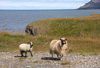 Image showing Sheep in Iceland