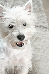 Image showing West highland white terrier