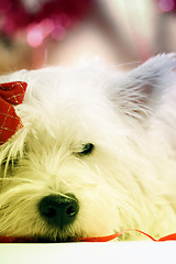 Image showing Westie