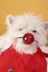 Image showing Red nose