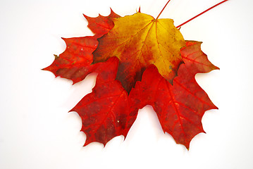 Image showing Colored leaves