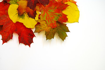 Image showing Colored leaves