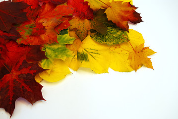 Image showing Colored leaves 3